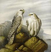 Joseph Wolf Gyr falcons on a rocky ledge oil painting
